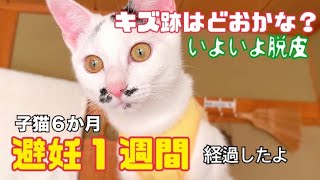 #3 子猫の避妊術後【卵巣子宮摘出術】抜糸なし（溶ける糸）大きめのキズ見てみよう