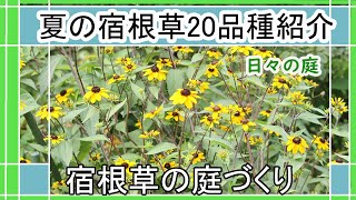 【ガーデニング】夏の宿根草多年草20品種紹介｜宿根草の庭づくり｜夏に咲いている花｜7月下旬の庭の様子｜Japanese Garden｜