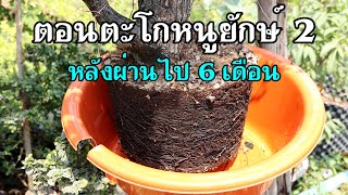 Bonsai Station [Workshop Station] EP.117 ตอนตะโกหนูยักษ์ 2 (หลังจากผ่านไป 6 เดือน)