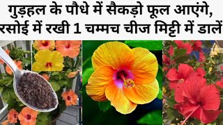 गुड़हल में डालें किचन में रखे चीज़, सैकड़ों फूल खिलेंगे|| hibiscus plant faster growth fertilizer