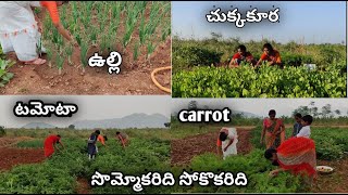 ఇలా చెయ్యడం కరక్టే అంటారా?/ vegetable harvesting with family/టమాటో,carrot, ఆకుకూరలు,rose herbal tea