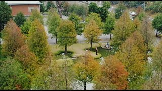 20181102【雲林虎尾鎮青埔落羽松秘境空拍4K】by DJI Mavic2 zoom