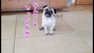 明らかにコケたのに全力でコケてないふりするパグ犬ぷぅPug