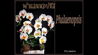 EP101 :How to make (ฟาแลนนอปซิส (phalaenopsis orchids) nylon/stocking flower by ployandpoom