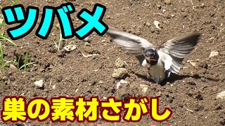 ツバメ　巣の素材さがし　Swallow