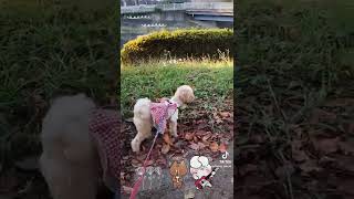 【お散歩】マルプー　おとみ　成犬でも可愛い　小型犬　室内犬　トイプードル　☓　マルチーズ　小犬から成犬　約2歳　画像　動画　Maltipoo　toy poodle　Maltese