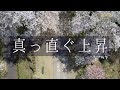 ドローン空撮 桜満開の鶴岡市、大山公園 【 桜前線を追う旅 東北その5 】