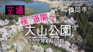 ドローン空撮 桜満開の鶴岡市、大山公園 【 桜前線を追う旅 東北その5 】