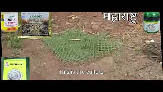 सूखा पेड फिर हरा भरा हुआ NWDC,owdc, TRICHO-DKC,VAM-DKC