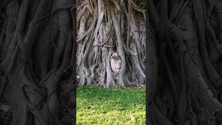 Wat Mahathat - Ayutthaya #thailand #youtubeshorts #shorts #shortsclip #youtube #travel #ayutthaya