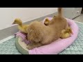 the duckling thinks this golden retriever puppy is dead funny daily life of puppy and duckling.cute