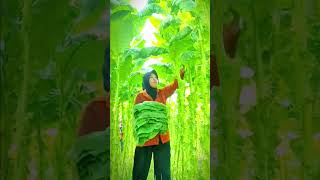 proses petani panen daun di kebun #shorts