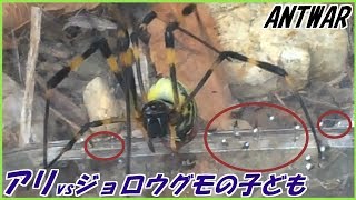 蟻戦争Ⅲ＃83 クモの子を散らしたようにアリを避けるジョロウグモの子ども。編～Ants vs Spider babies～