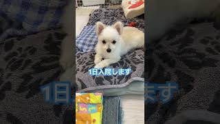 避妊手術#チワマル#子犬のいる生活 #避妊手術#頑張って