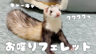 【フェレット】とりあえず見てほしい‼︎笑【ferret#1684】