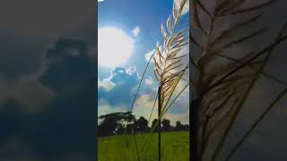 Nature full-screen status video 🌱 4k video🌍 HD - 2022 #Ind_nature