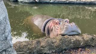 🧡アゴ乗せ中に撮影しないでと王子動物園のカバのナミコさん💕😅