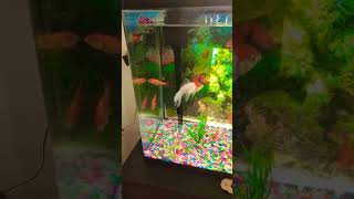 Boyu fish tank video