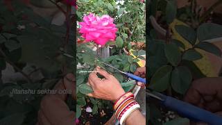 ଗୋଲାପ ଗଛରେ କେମିତି କରିବେ pinching🌹#roseflower#roseplant#pinching #winterflower#plantcaretips #garden