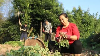 趁早上凉快，把地里的花生都挖回家了，今天吃盐花生和蒜蓉生蚝。