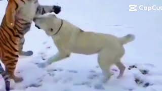 Tiger vs Dig: Check How Dog Defends Himself