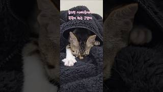 졸리면 아빠옷에서 꾹꾹이하는 아기고양이 #고양이 #cutecat #아기고양이