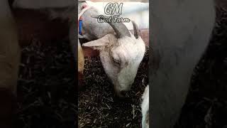 Goats Farms || Goats Feeding || Goats || Bakriyan
