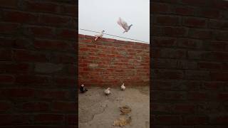 highflyer pigeon shonk 🕊️ #highflyer #pigeon #shonk