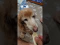 【ポン太18歳の日常】＃18歳5ヶ月＃メラノーマ＃ミニチュアダックスフンド＃シニア犬＃老犬＃dog