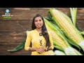 మొక్కజొన్న వల్ల ఇన్ని ప్రయోజనాలా home remedy u0026 health benefits of corn telugu popular tv health