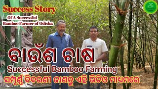 ବାଉଁଶ ଚାଷର ସମ୍ପୂର୍ଣ୍ଣ ବିବରଣୀ  Bamboo Farming Odisha//Successful Bamboo Farmer