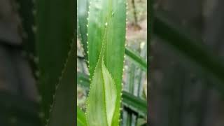 Pandanus Tectorius | Pandan Screw Pine | Screw Pine Plants