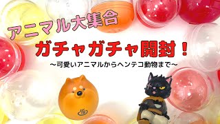 【ガチャガチャ】アニマルの可愛いモノたけ集めました！miniature