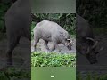 shorts സ്വന്തം കൊമ്പ്കൊണ്ട് കൊല്ലപെടുന്ന ജീവി babirusa killed by own tusks