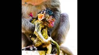 Mother Monkey Giving Birth #shorts