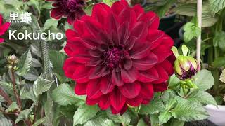 赤いダリア　Red Dahlia 一番人気は黒蝶です。　The most popular is the   kokucho black butterfly. 2022 Tokyo