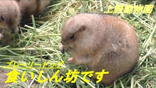 ランチタイム　プレーリードッグ　上野動物園