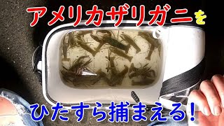 アメリカザリガニをひたすら捕まえる！