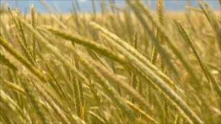 Field of Rye