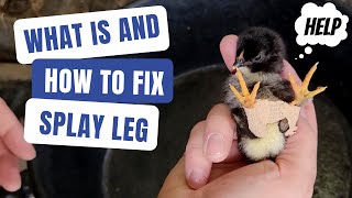 How to Treat Splayed Leg in Baby Birds | Splay Leg Fix