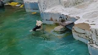 【速報】おやつきましたよー　ホウちゃん　天王寺動物園のホッキョクグマ　23.6.15 12:29