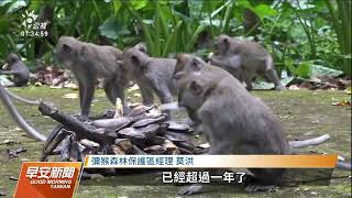 觀光因疫情停擺 峇里島獼猴吃不飽闖民宅偷食物｜20210909公視早安新聞