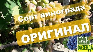 Сорт винограда Оригинал