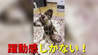 【#shorts】躍動感のジャンプを披露する子犬が可愛い【ミニチュアダックス】