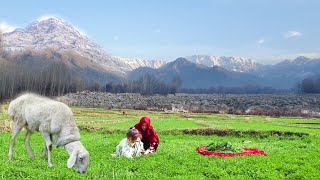 Gathering clover and grass to feed the cows, traditional cooking,  Village life in Afghanistan