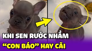 Dấu hiệu cho thấy Sen đã ĐÓN NHẦM 1 con BÁO HAY CÃI về nhà 😂 | Yêu Lu Official