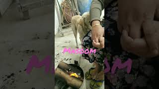 Street Naughty Dog  Innocent Dog  Emotional Behaviour