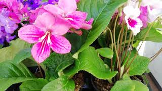 Streptocarpus mix colors