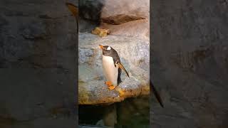 penguin sleeping at zoo