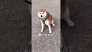 【拒否柴】このひと言で無敵な主。